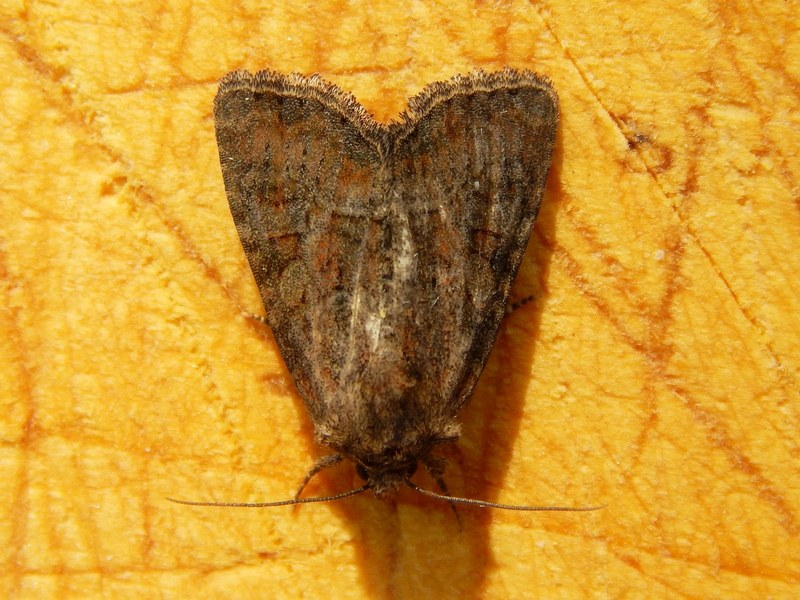 Piccola falena da ID - Oligia latruncula